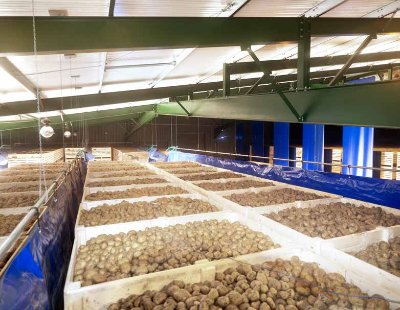 Many of the potatoes are sold to crisp manufacturers