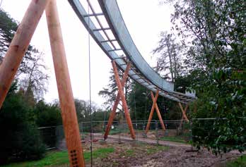 The walkway winds through the forest